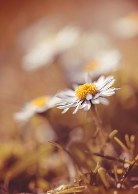 White field daisies,meadow