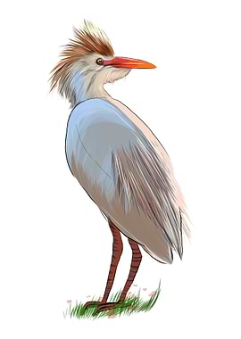 Egyptian heron great