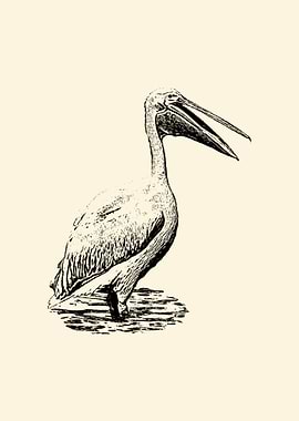 Pelican