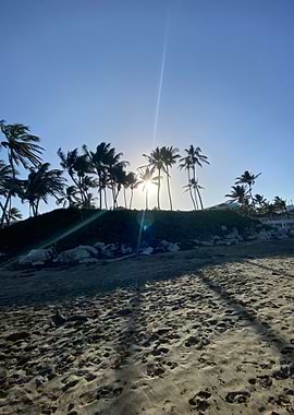 Sand Palm Tropical Beach