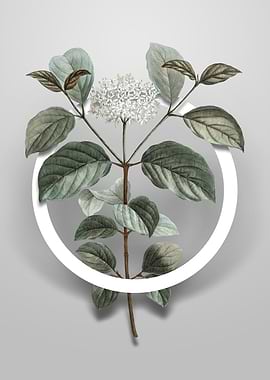 Common Dogwood Flower Art