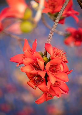 Bombax ceiba blossoms