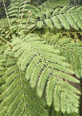 Fern Leaves