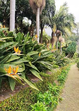 Strelitzia and Palms Garde