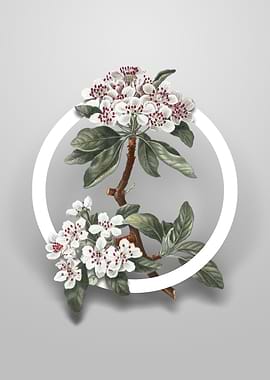 Almond Leaved Pear Flower