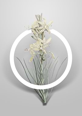 Yellow Asphodel Flower Art