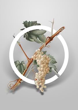 Vermentino Grapes Flower