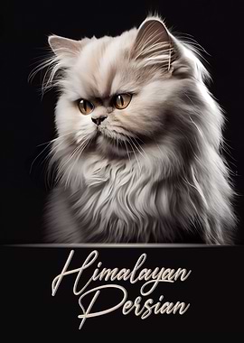 Himalayan Persian Portrait