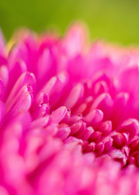 Pink aster flower close up