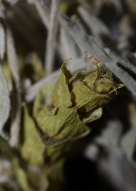 Mountain wild tea close up