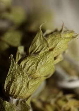 Mountain wild tea close up