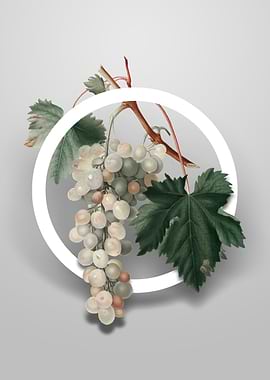 Muscat Grape Flower Circle