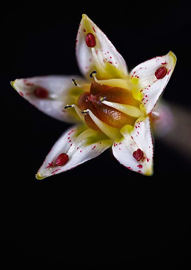 Graptopetalum paraguayense
