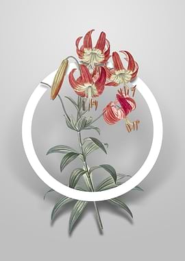 Vintage Turban Lily Flower