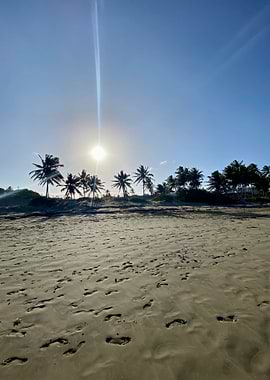 Sand Palm Tropical Beach