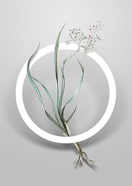 Phalangium Bicolor Flower