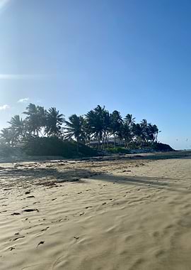 Sand Palm Tropical Beach