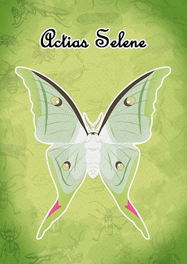 Actias Selene