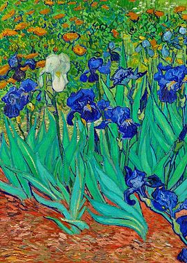 Vincent van Gogh Irises