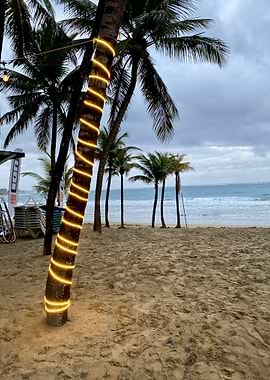 Sand Palm Tropical Beach