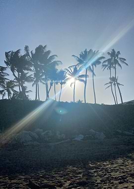 Sand Palm Tropical Beach