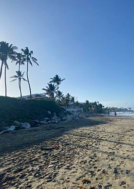 Sand Palm Tropical Beach