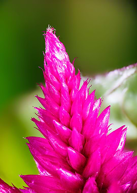 Macro of a celosia