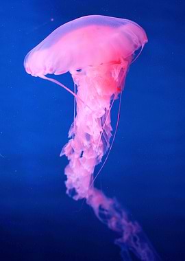 Pink Jellyfish Angels
