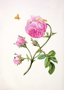 Rose with Metamorphosis