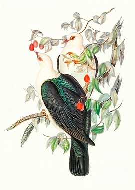 White headed Fruit Pigeon