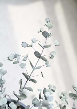 Baby Eucalyptus Dream 1