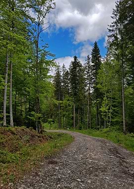 The path in the forest