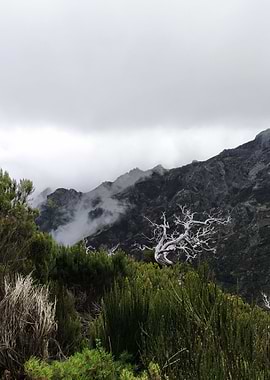 Madeira Pico Ruivo Hiking
