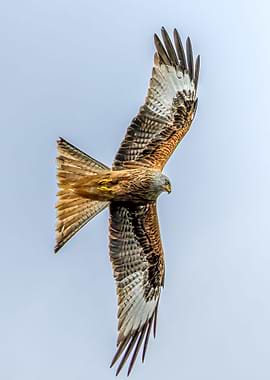 Roter Milan Overview