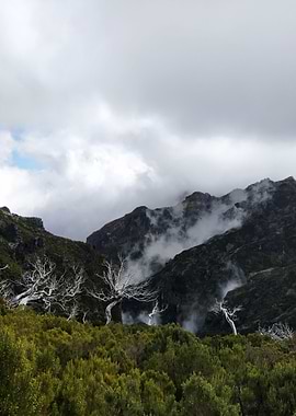 Madeira Pico Ruivo Trees