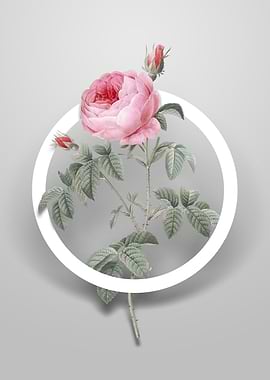 Provence Rose Bloom Flower