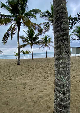 Sand Palm Tropical Beach