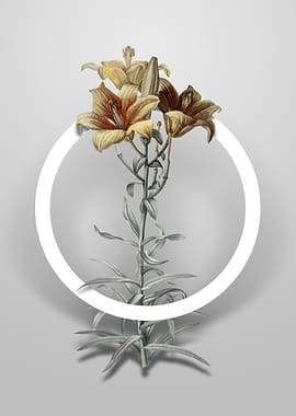 Vintage Fire Lily Flower