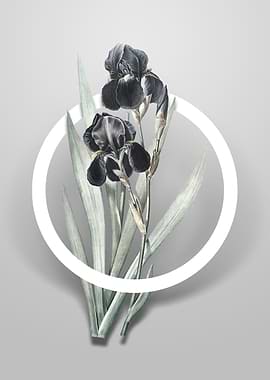 Vintage German Iris Flower