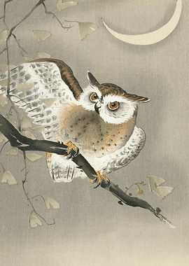 Long eared owl in ginkgo