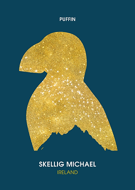 Puffin Skellig Ireland