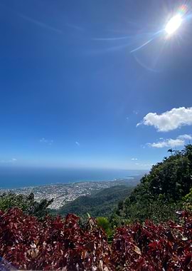 Sand Palm Tropical Beach