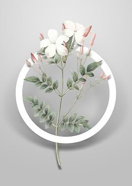 Spanish Jasmine Flower Art