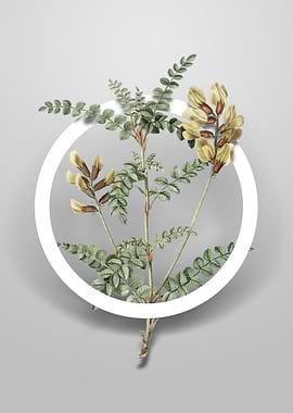 Calophaca Wolgarica Flower