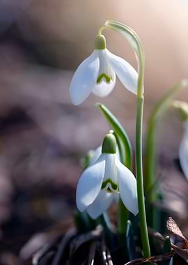 White snowdrops flowers