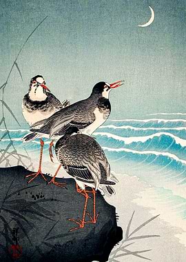 Snipes at the Shore Ohara