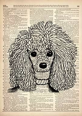 Poodle Dog ILLUSTRATION