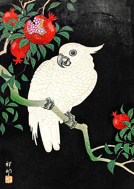 Cockatoo and Pomegranate