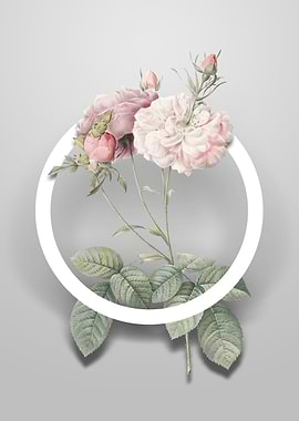 Vintage Damask Rose Flower