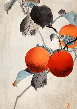 Nuthatcher atop Persimmons